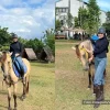 DT Archery, Wisata Keluarga Hits di Lampung dengan Kolam Renang, Glamping hingga ATV