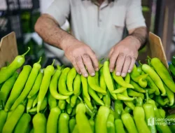 Harga Pangan di Lampung Naik Awal Mei 2026, Cabai Merah dan Cabai Rawit Melonjak Tajam