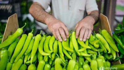 Harga pangan Lampung Mei 2026 cabai merah dan cabai rawit naik tajam di pasar tradisional