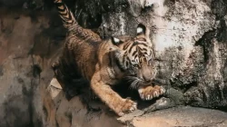 Anak Harimau Sumatera Puspa dan Muli Sikop di Lembah Hijau Lampung