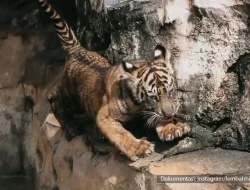 Anak Harimau Sumatera di Lembah Hijau Lampung Diberi Nama Puspa dan Muli Sikop