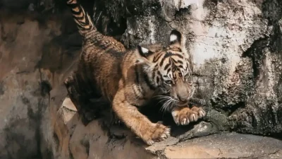 Anak Harimau Sumatera Puspa dan Muli Sikop di Lembah Hijau Lampung