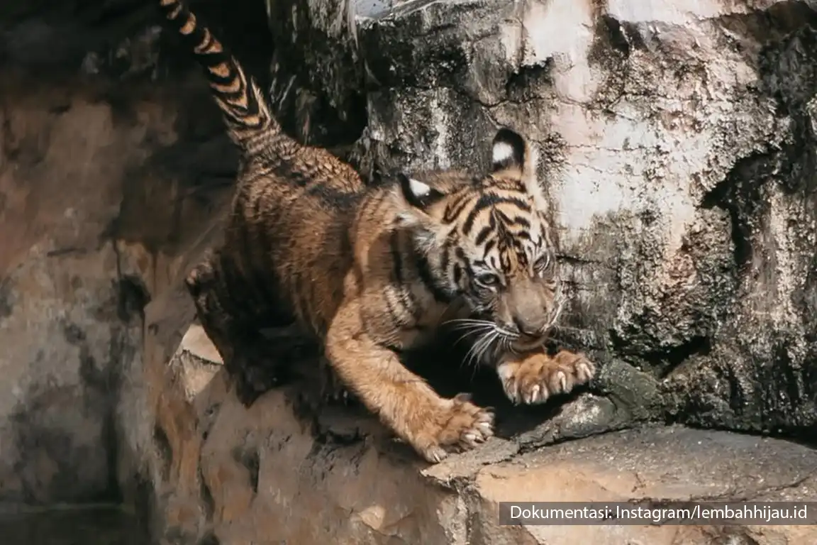 Anak Harimau Sumatera Puspa dan Muli Sikop di Lembah Hijau Lampung