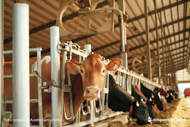 Gubernur Lampung Dorong Hilirisasi Peternakan untuk Perkuat Kebutuhan Protein Masyarakat