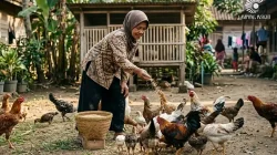 10 Pakan Ayam Murah dari Bahan Alami yang Mudah Dibuat di Rumah