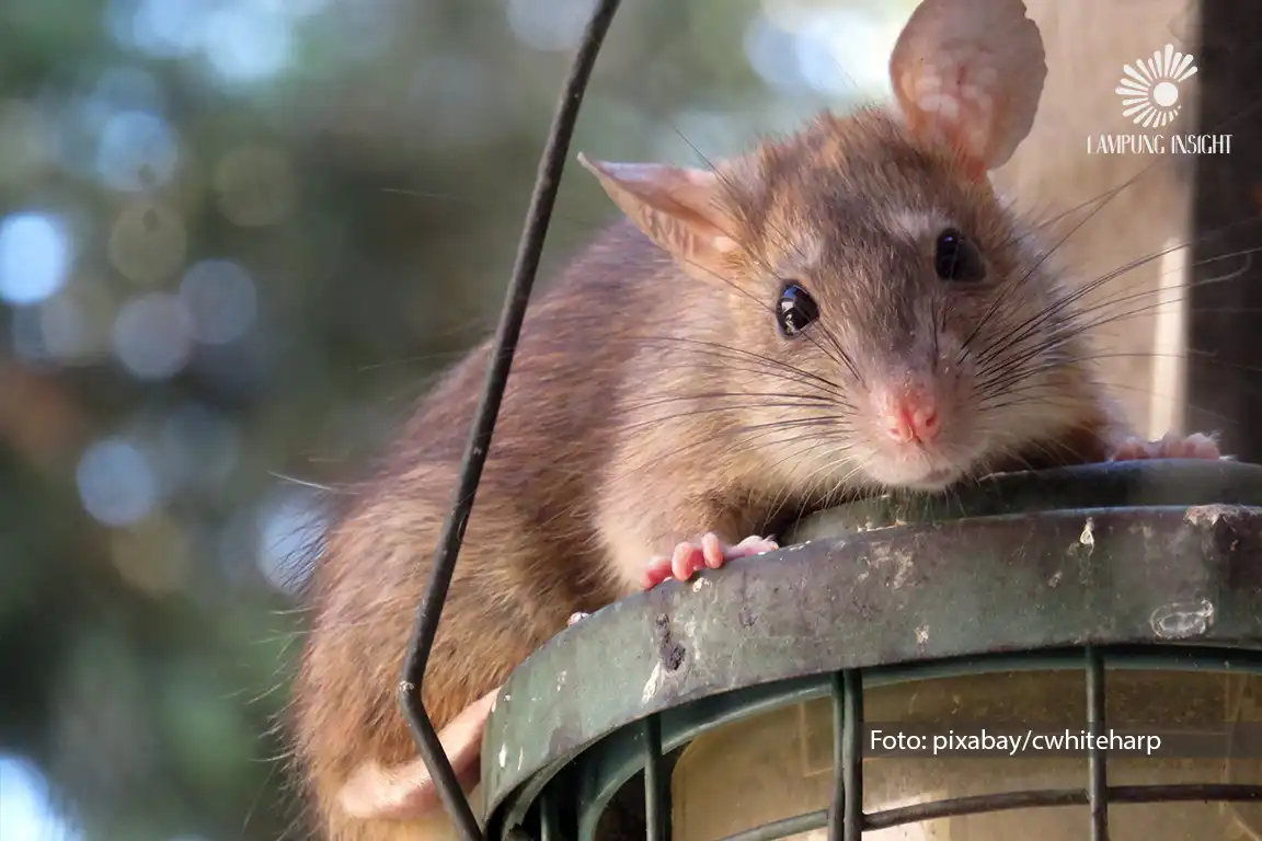 ular dan tikus masuk rumah di lingkungan permukiman