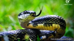 ular dan tikus masuk rumah di lingkungan permukiman