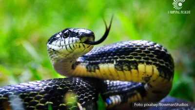 Penyebab Kucing, Tikus, dan Ular Sering Masuk Rumah, Ini Penjelasan Dokter Hewan