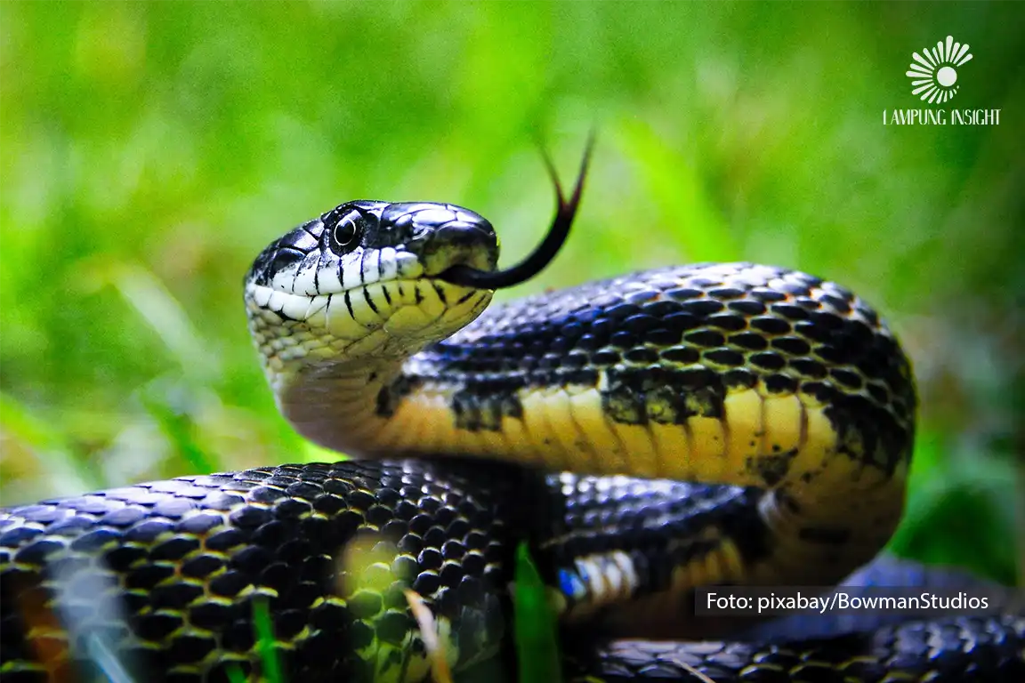 ular dan tikus masuk rumah di lingkungan permukiman