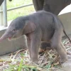 Bayi Gajah Sumatera Betina Lahir di Lembah Hijau Lampung, Jadi Kabar Baik bagi Konservasi Satwa Langka