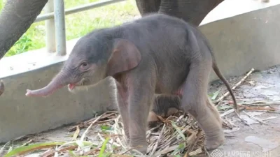 Bayi Gajah Sumatera Betina Lahir di Lembah Hijau Lampung, Jadi Kabar Baik bagi Konservasi Satwa Langka