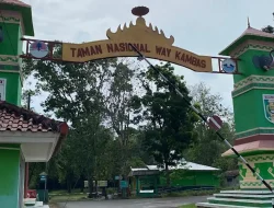 Way Kambas Kembali Dibuka, Kini Hadir dengan Safari Night dan Wisata Satwa Liar