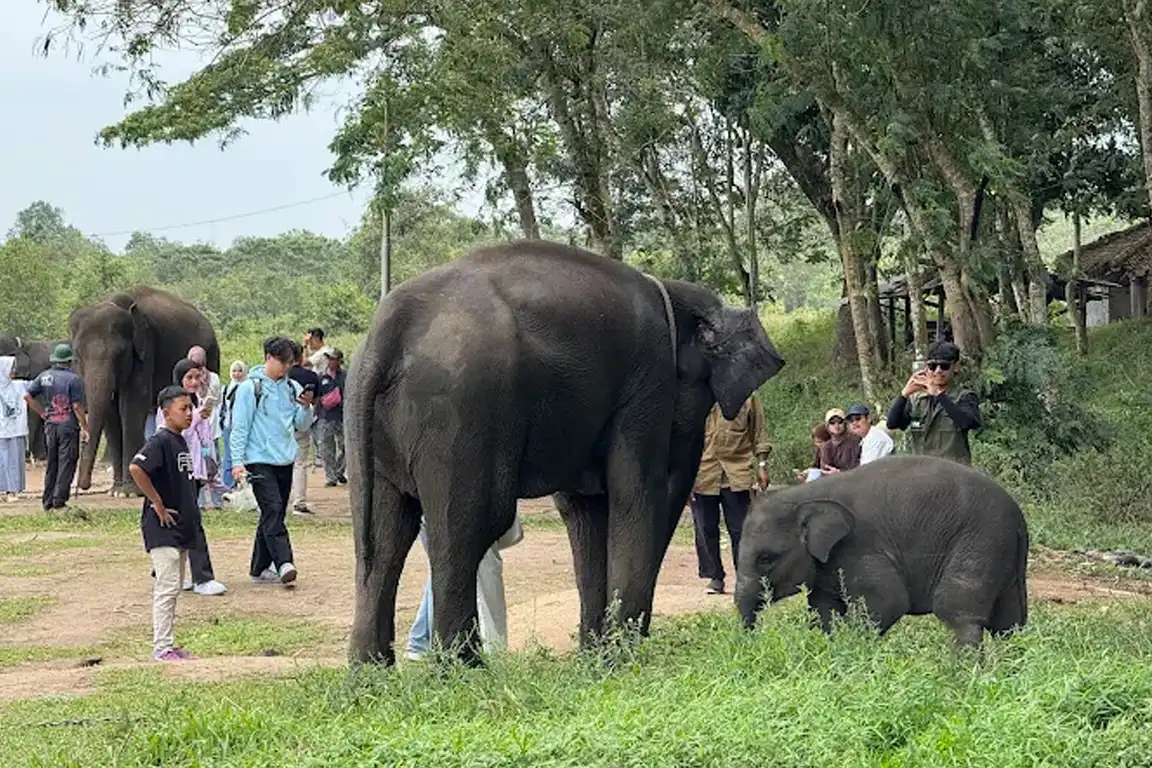 Way Kambas Kembali Dibuka