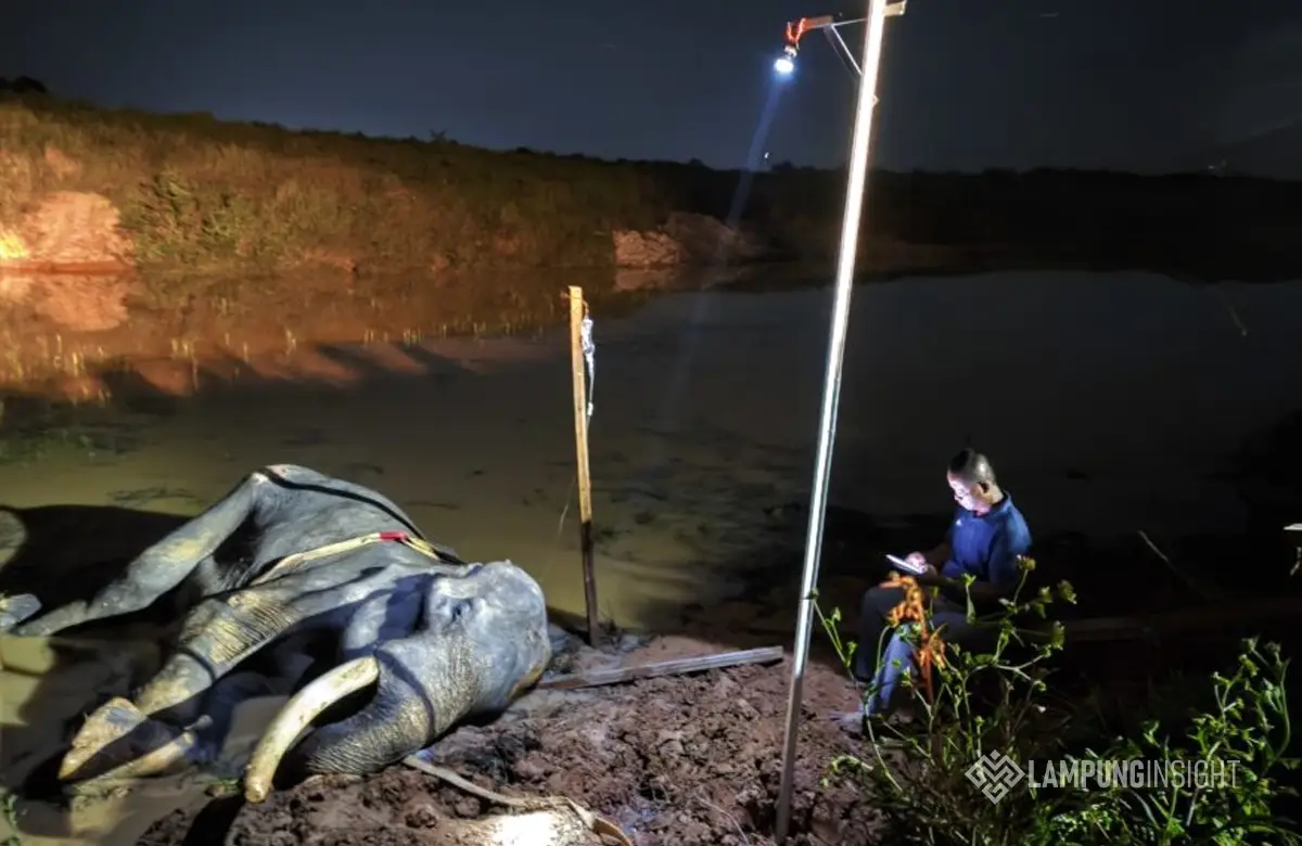 Gajah Indra Way Kambas Mati di Usia 42 Tahun, Tinggalkan Jejak Panjang Konservasi Gajah Sumatera