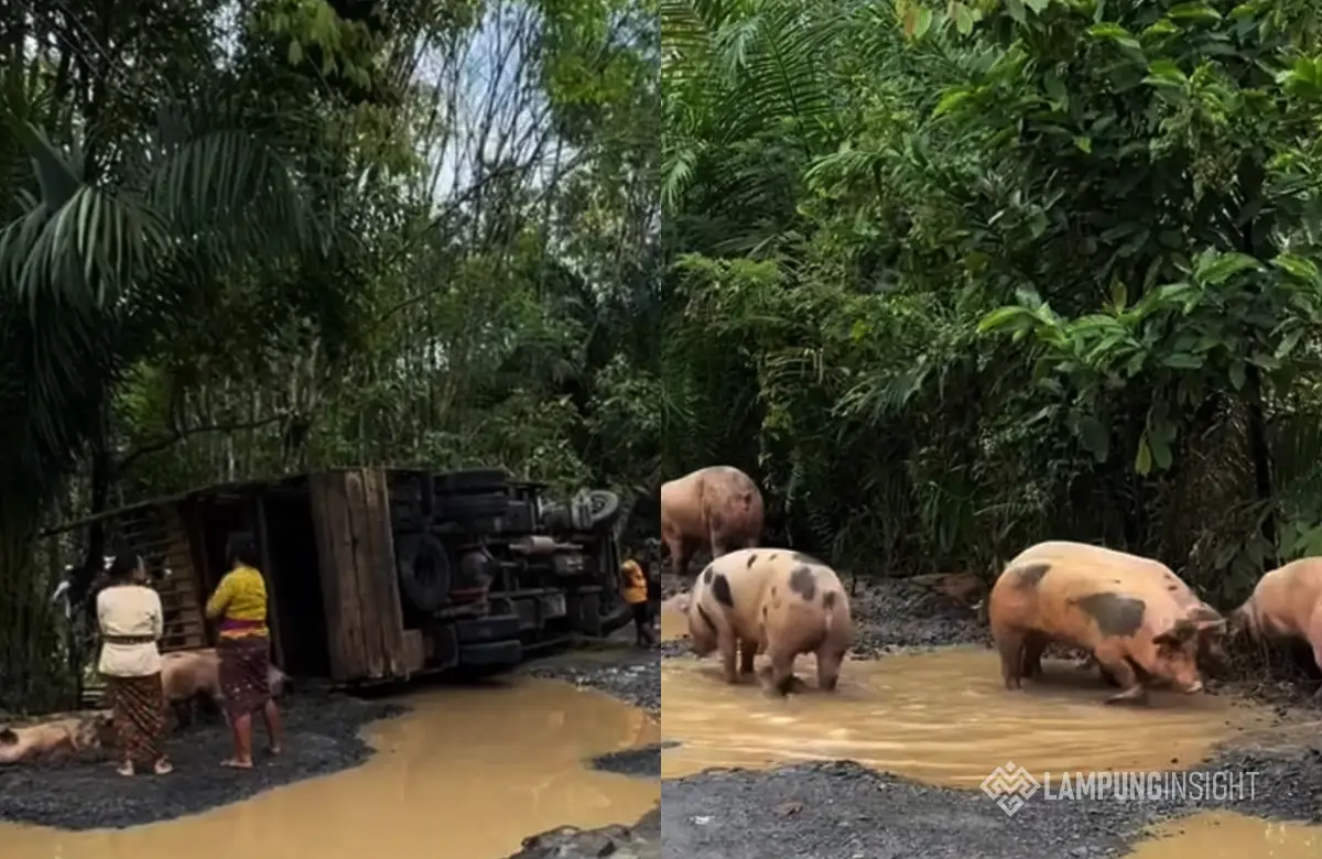 Truk Bermuatan 100 Ekor Babi Terguling di Way Kanan, Puluhan Babi Lepas ke Jalan