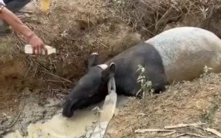 Tapir ditemukan terjebak di parit perkebunan sawit di Mesuji