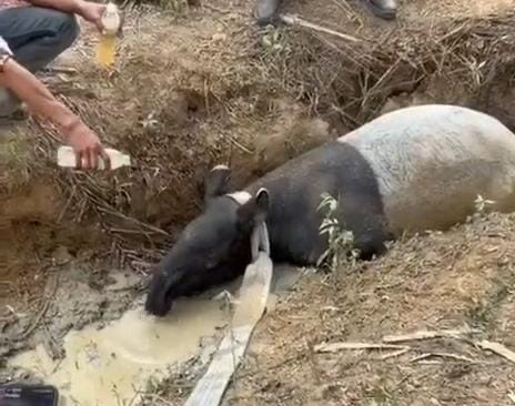 Tapir ditemukan terjebak di parit perkebunan sawit di Mesuji