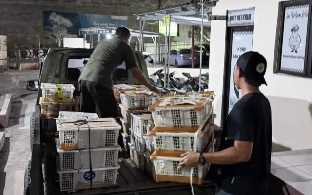 2.775 Burung Diselundupkan Gagal Lewat Pelabuhan Bakauheni