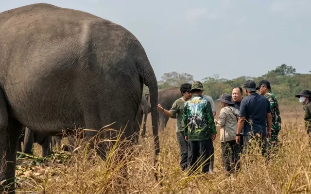 Gajah Way Kambas Dipersiapkan Hidup Tanpa Rantai