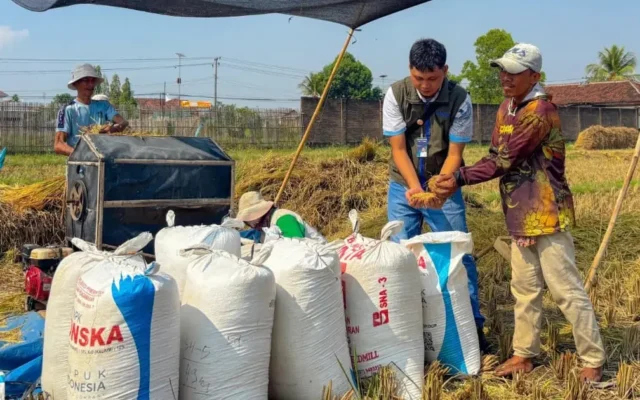 Pengadaan Beras Bulog Lampung Tembus 241 Ribu Ton, Naik 19,13 Persen